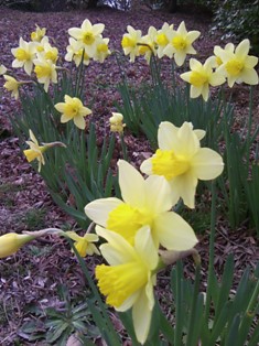 お墓参り 20100319 006.JPG