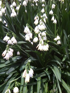 お墓参り 20100319 008.JPG