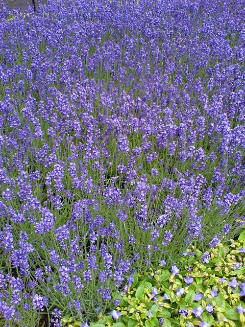 一面ラベンダー.jpg