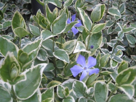 歌舞伎座裏で見つけた珍しい花