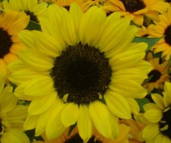 大きなヒマワリ