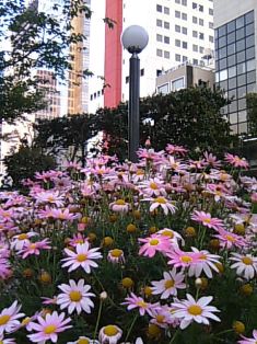 東劇前のピンクのマーガレット