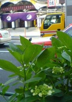 紫陽花越しの歌舞伎座