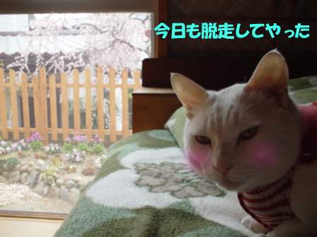 梅と白猫.JPG