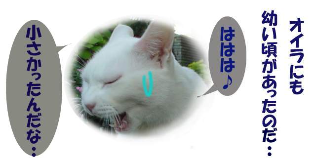 今年もヨロシクなのだ３