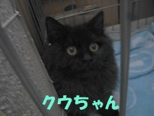 クウちゃん