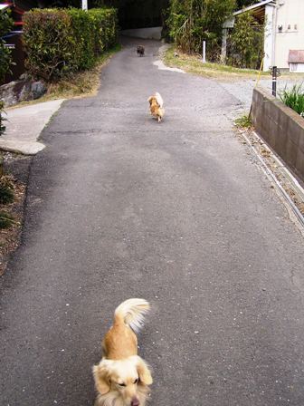 ネコに遭遇