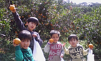みかん狩り