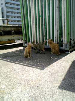 cat5.JPG