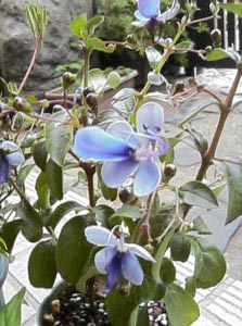 ブルーエルフィン