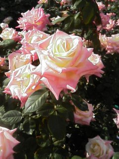 ダイアナプリンセスオブウェールズ