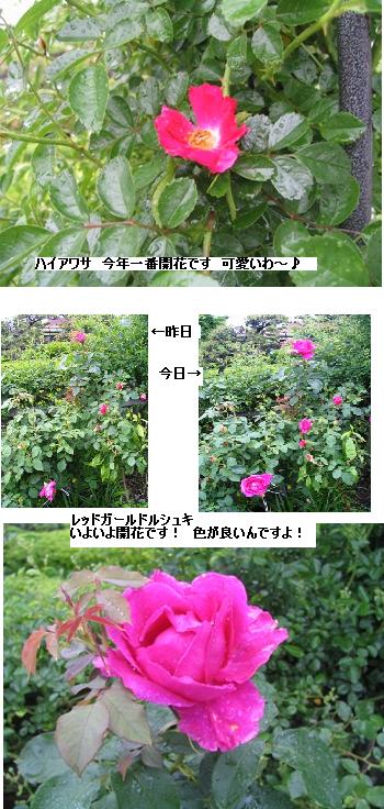 レッドガールドルシュキ＆ハイアワサ
