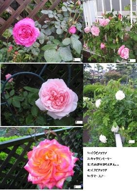 今日の薔薇