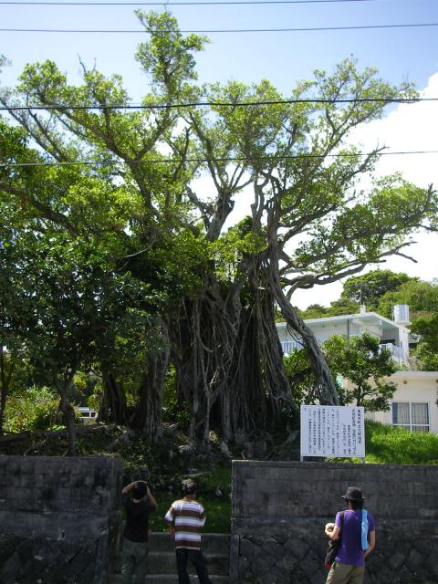 当銘のガジュマル