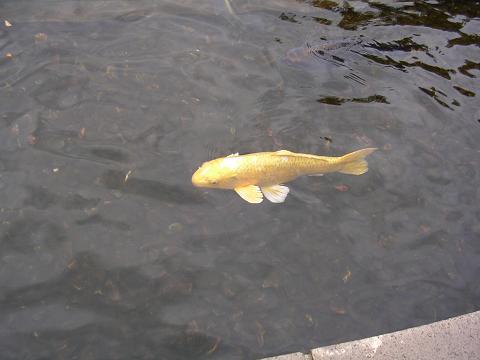 koi.JPG