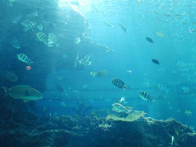 美ら海水族館