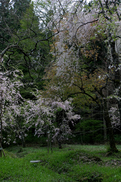 桜庭
