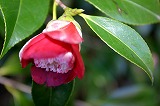 camellia