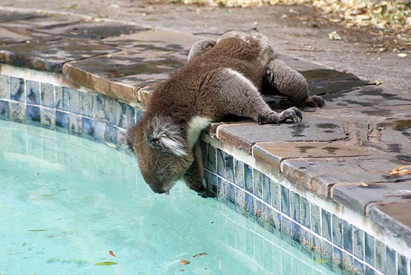 プールのお水！！！