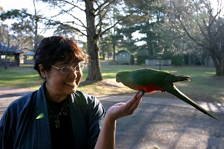 101hand-passenger parrot