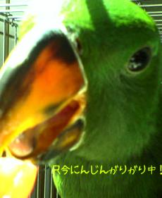 にんじんがりがりおーじろう