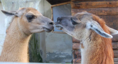 人前なのにキスしてる～　ｷｬｰ！