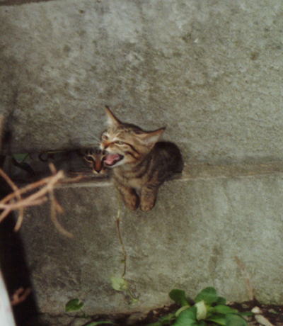 また新しい子猫がやってきた１