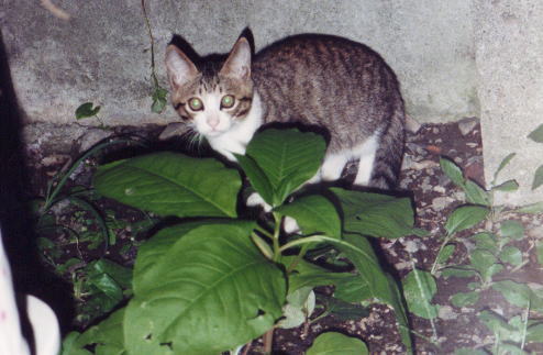 また新しい子猫がやってきた２