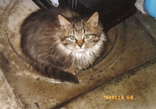 ママの子初代「ニャニャー」