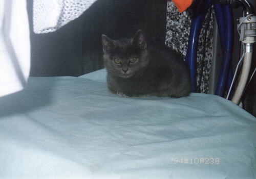 ママの子初代「クロ」