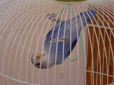 出してったら！！