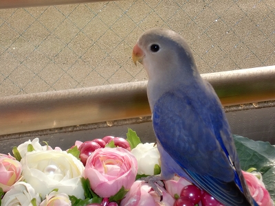 まどろむ、そらちゃん