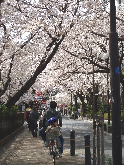 桜の下で♪