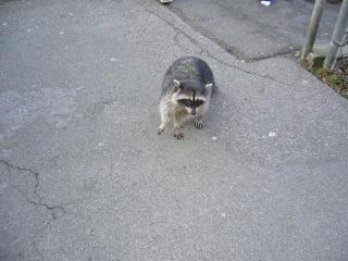 スタンレーパークで