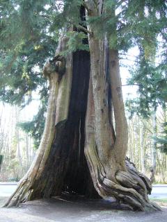 Hollow tree