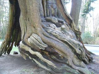 Hollow tree2