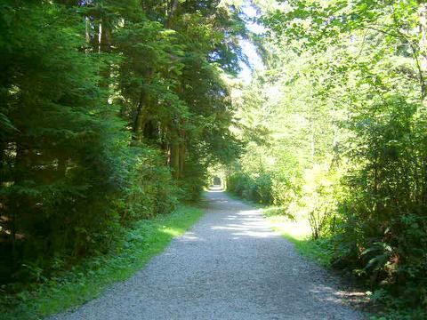 Lynn canyon trail