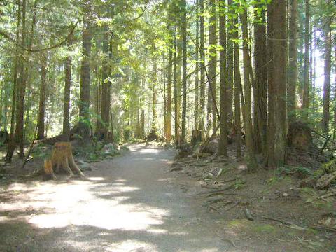 Lynn Canyon trail 2