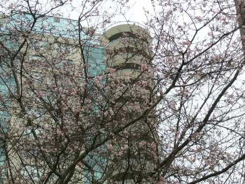 Sakura in January