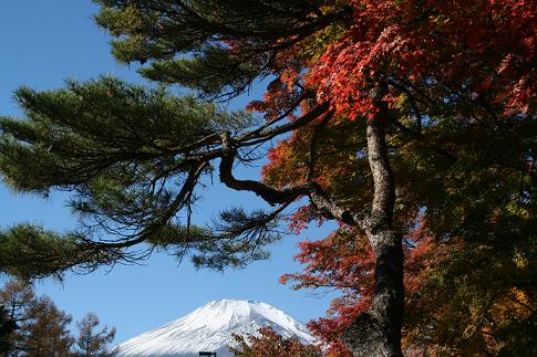 紅葉と富士　11月9日　山中湖畔から b.JPG