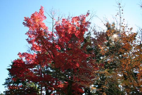 河口湖　紅葉祭りで b.JPG