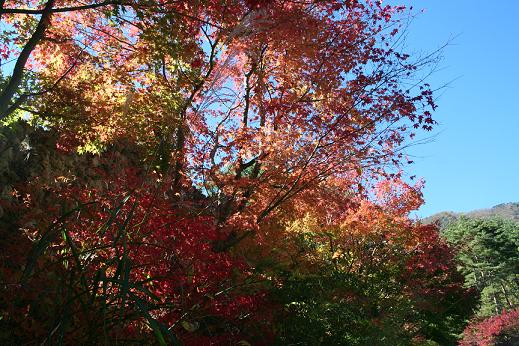 河口湖　紅葉祭りで c.JPG