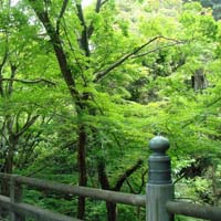 Japon2009 Verde