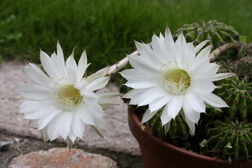 Echinopsis01.jpg