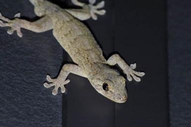 ヤモリ
