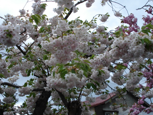 三沢桜２