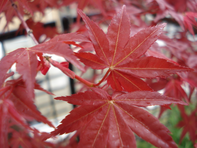 春の紅葉２