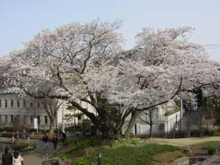 名物桜