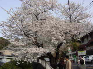 谷戸坂桜並木