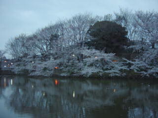 菊名池公園夜桜